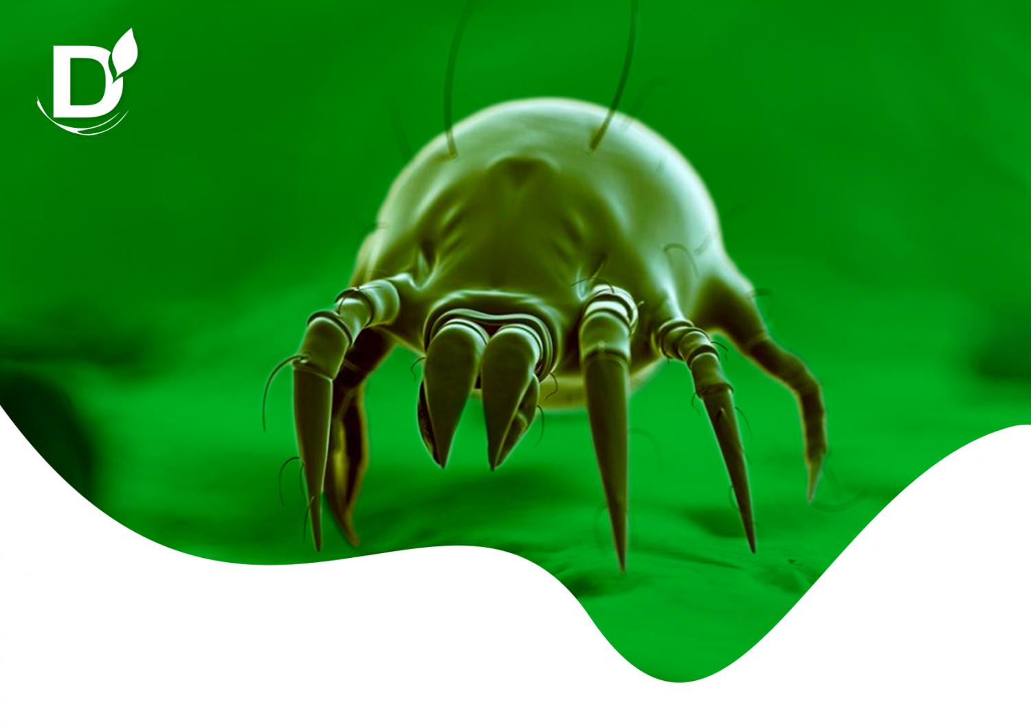 Осторожно, клещ: как защитить себя и близких от укуса насекомого
