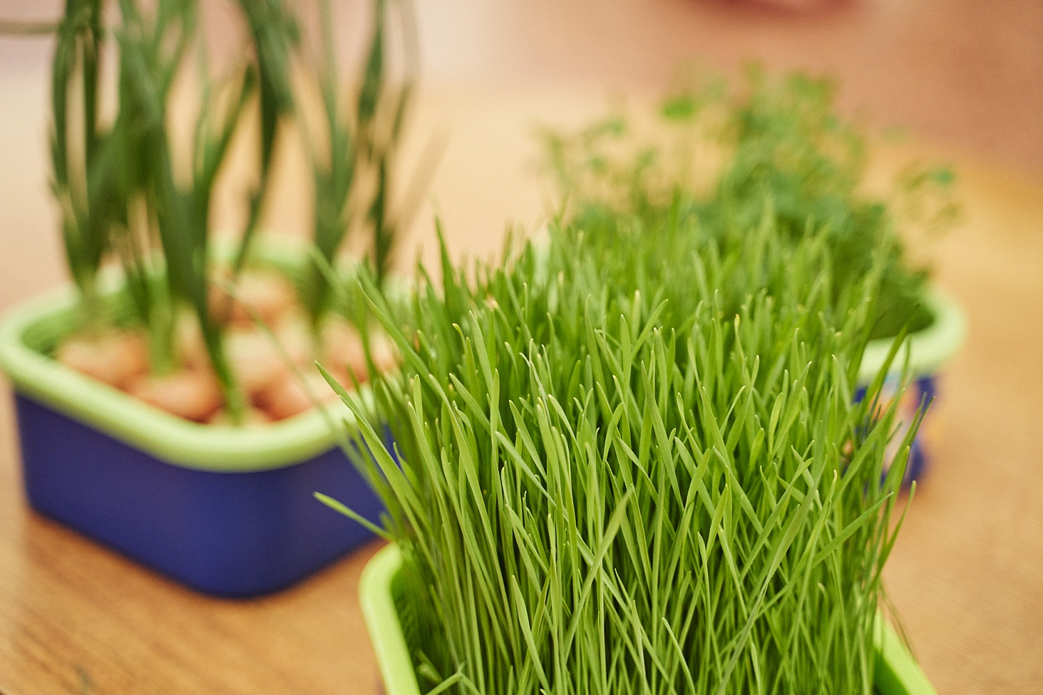 Как вырастить микрозелень в домашних условиях? Советы и рекомендации по проращиванию
