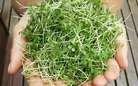 Проращиватель Здоровья клад 1х помповый